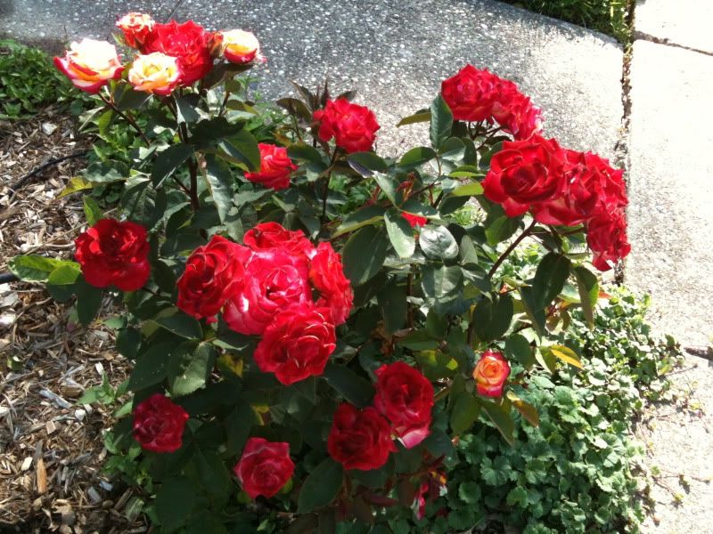  photo Ireland-June2010533.jpg